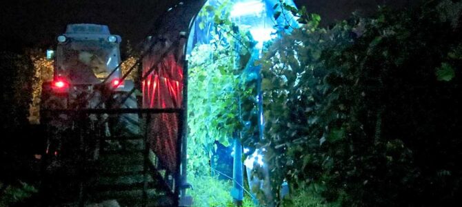 Brezpesticidno zatiranje peronospore, gliv in plesni z UV svetlobo