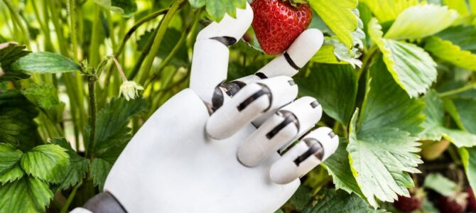 Robot za obiranje jagod v akciji