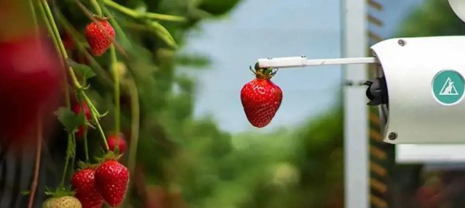 Robot za obiranje jagod, ki pospešuje pobiranje in manjko delovne sile