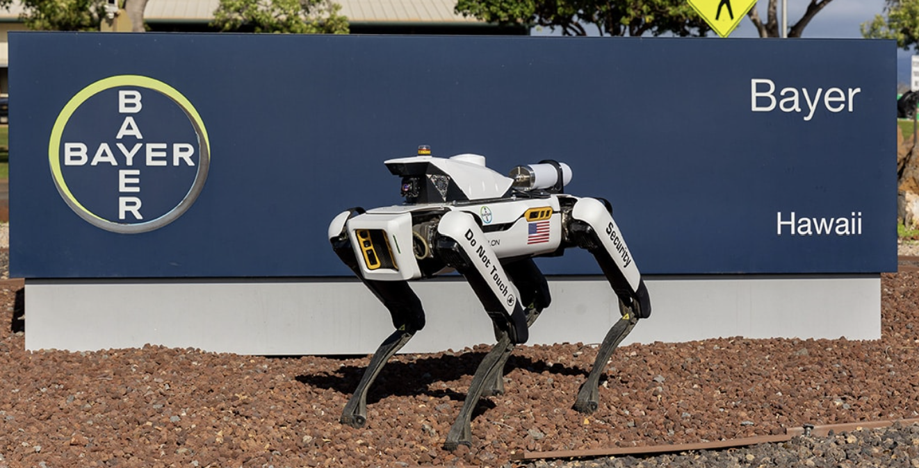 Robotski pri varujejo semensko koruzo