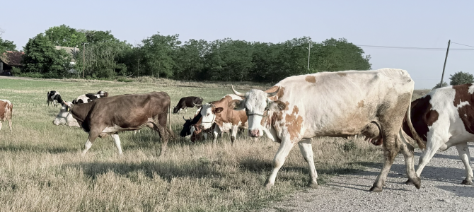 Slovensko kmetijstvo potrebuje smer, ki bo trajala dlje od enega mandata